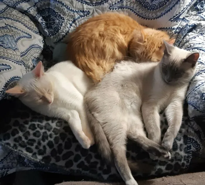 Kitten Pile