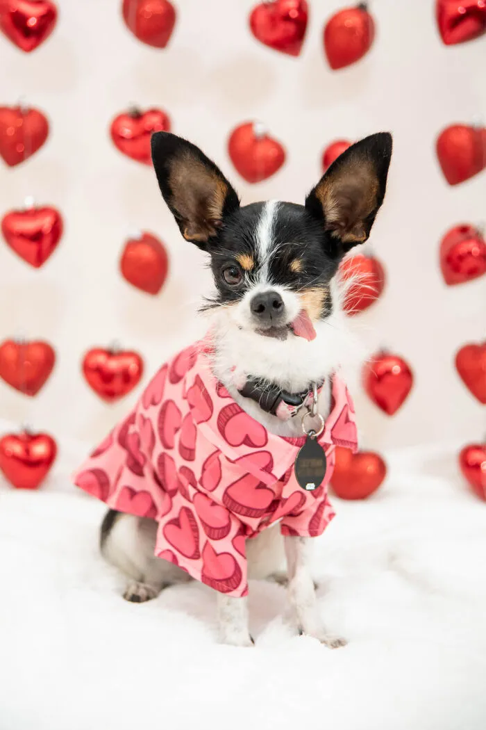 Love Is All Around