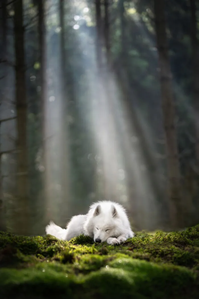 Dog Photography Has Allowed Me To Meet Lots Of Amazing Four-Legged Creatures And Discover Places I Didn't Know Existed Before (32 Pics)