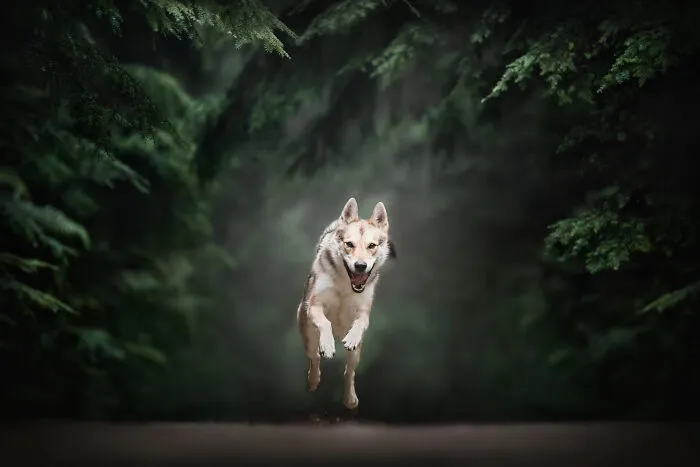 Dog Photography Has Allowed Me To Meet Lots Of Amazing Four-Legged Creatures And Discover Places I Didn't Know Existed Before (32 Pics)