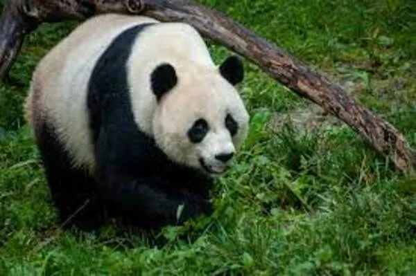 10 Facts About Panda