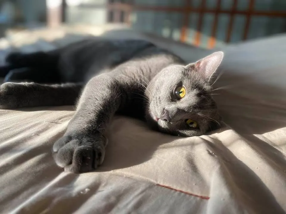 Pets In Real Life
