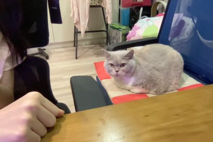My Chonky Loaf