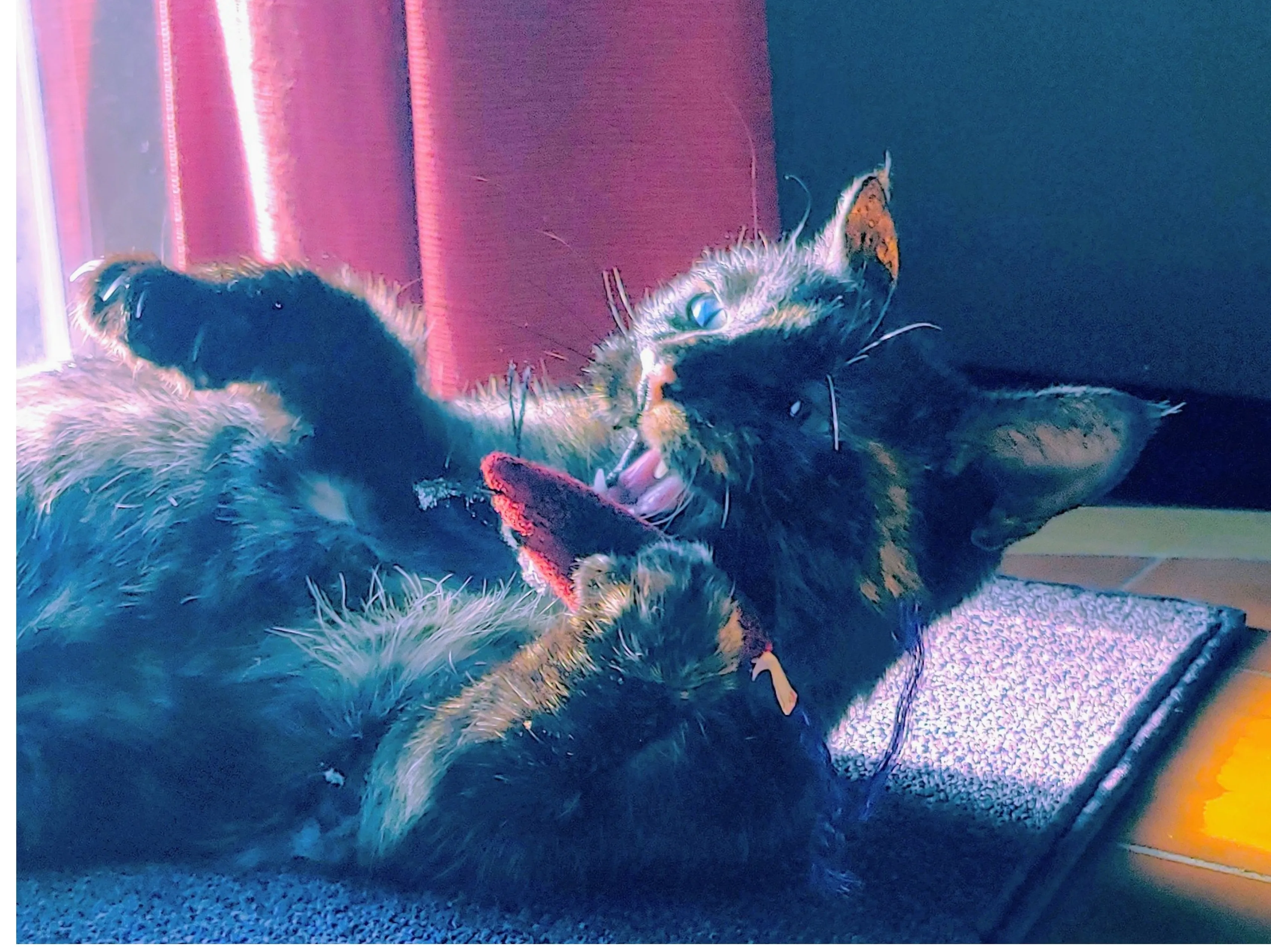 Post A Picture Of Your Pet Playing.