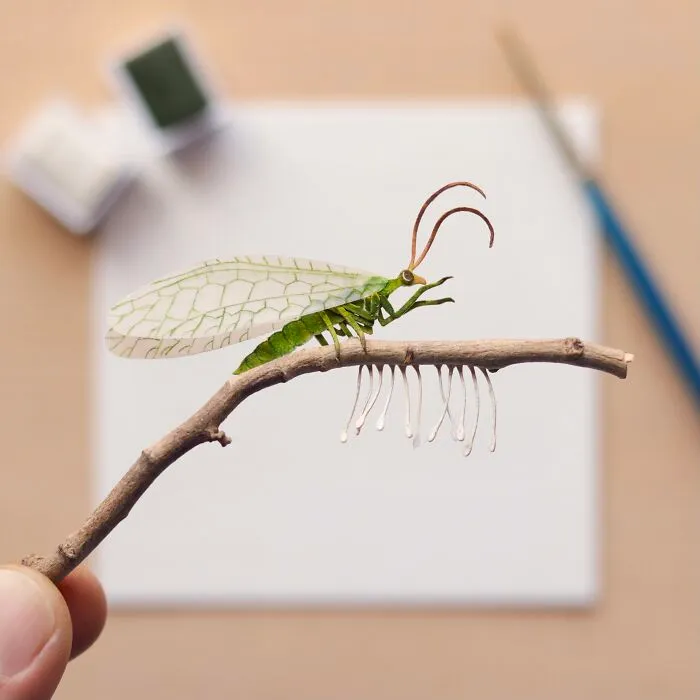 Green Lacewing