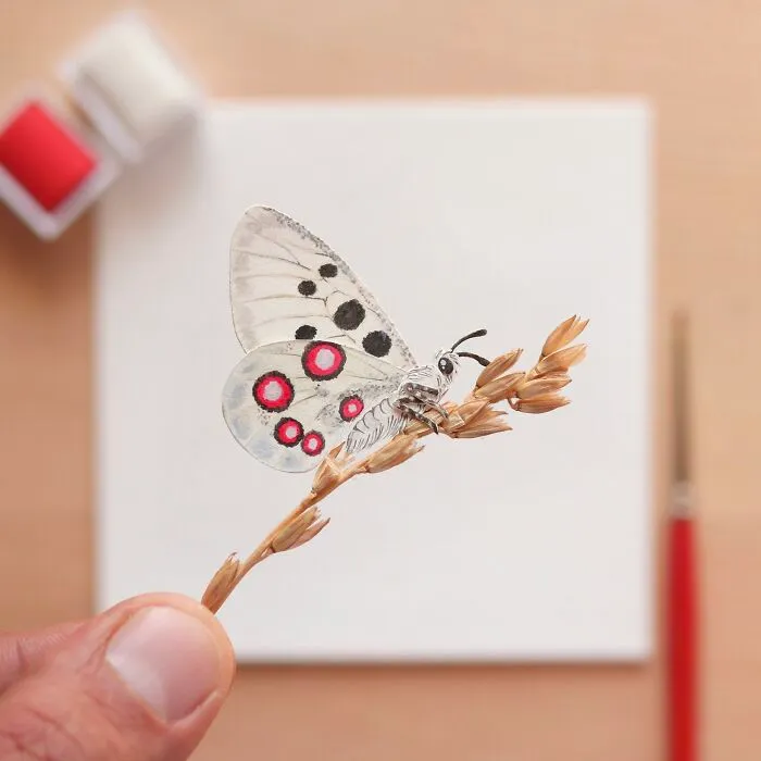 Apollo Butterfly