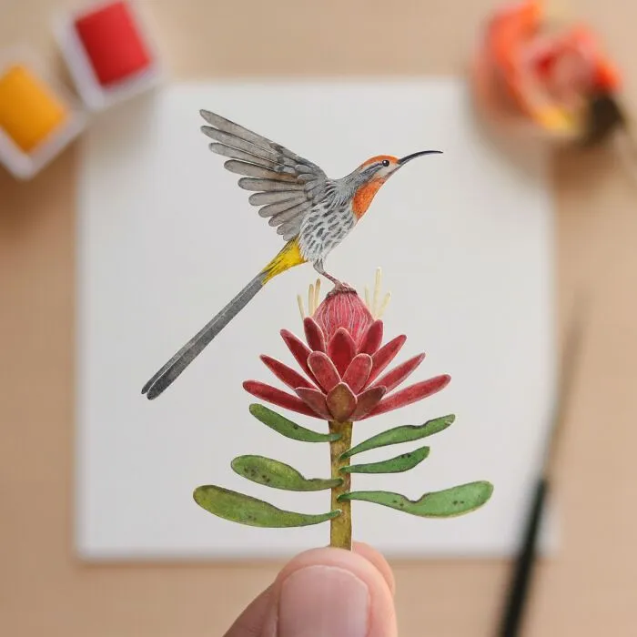 Cape Sugarbird
