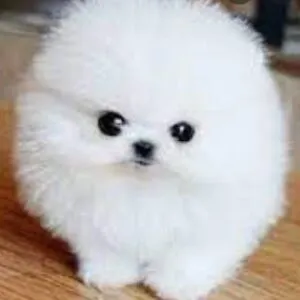 Fluffy doggy