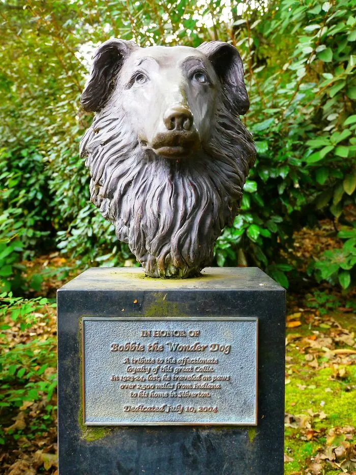 Bobbie The Wonder Dog