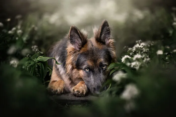 Dog Photography Has Allowed Me To Meet Lots Of Amazing Four-Legged Creatures And Discover Places I Didn't Know Existed Before (32 Pics)