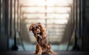 Dog Photography Has Allowed Me To Meet Lots Of Amazing Four-Legged Creatures And Discover Places I Didn't Know Existed Before (32 Pics)