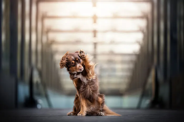 Dutch Dogs Posing In The Netherlands