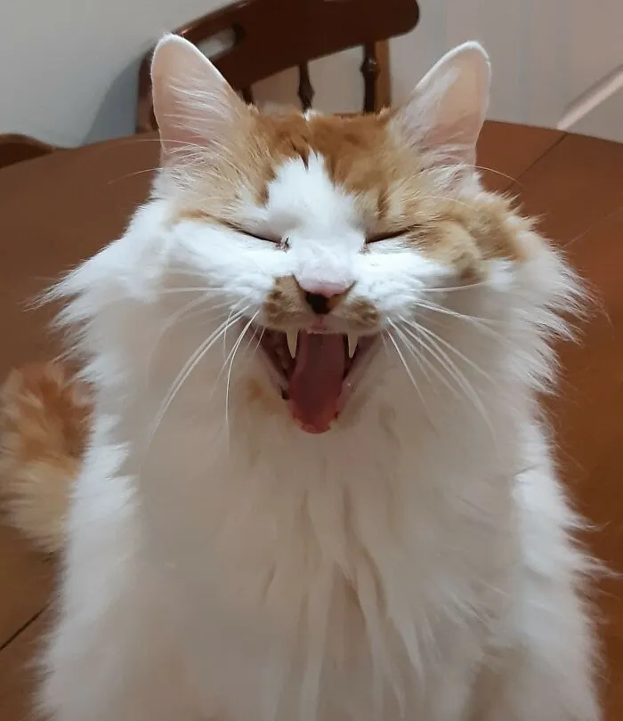 Happy Titus