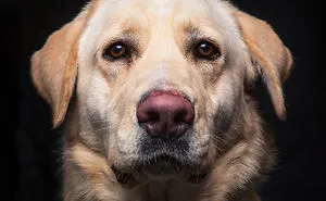 I Volunteer To Take Photos Of Shelter Dogs To Help Them Get Adopted, Here Are 40 Of My Newest Pics