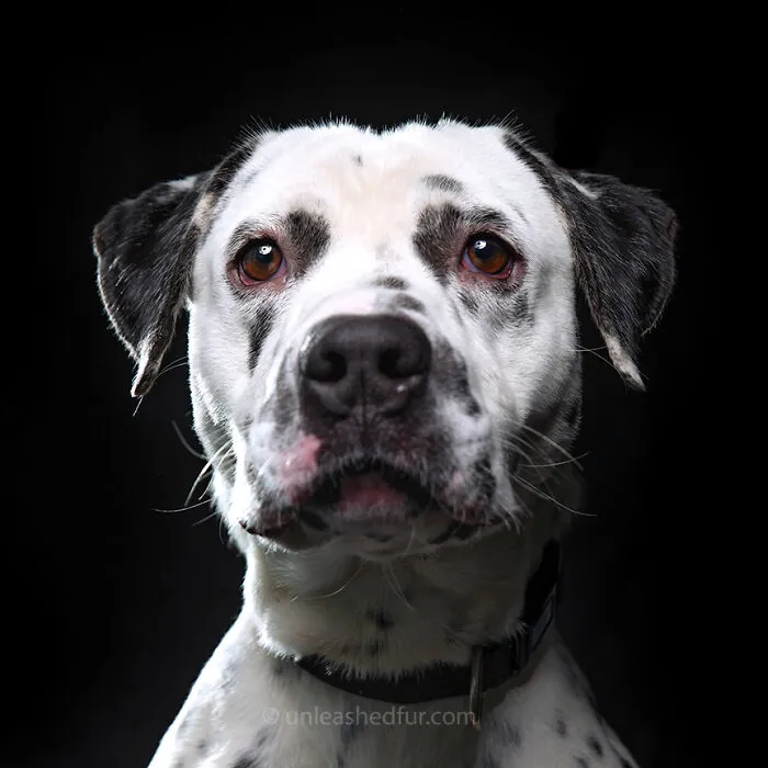 Pongo