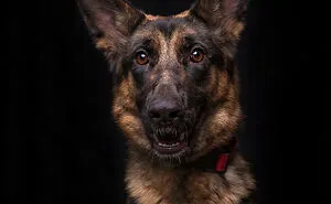 I Volunteer To Take Photos Of Shelter Dogs To Help Them Get Adopted, Here Are 40 Of My Newest Pics