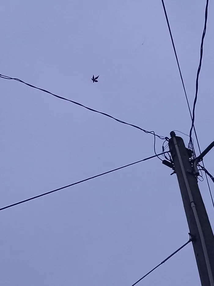 A Japanese Maple Leaf Caught In A Spiderweb On Some Powerlines. It Looked Way Better In Person