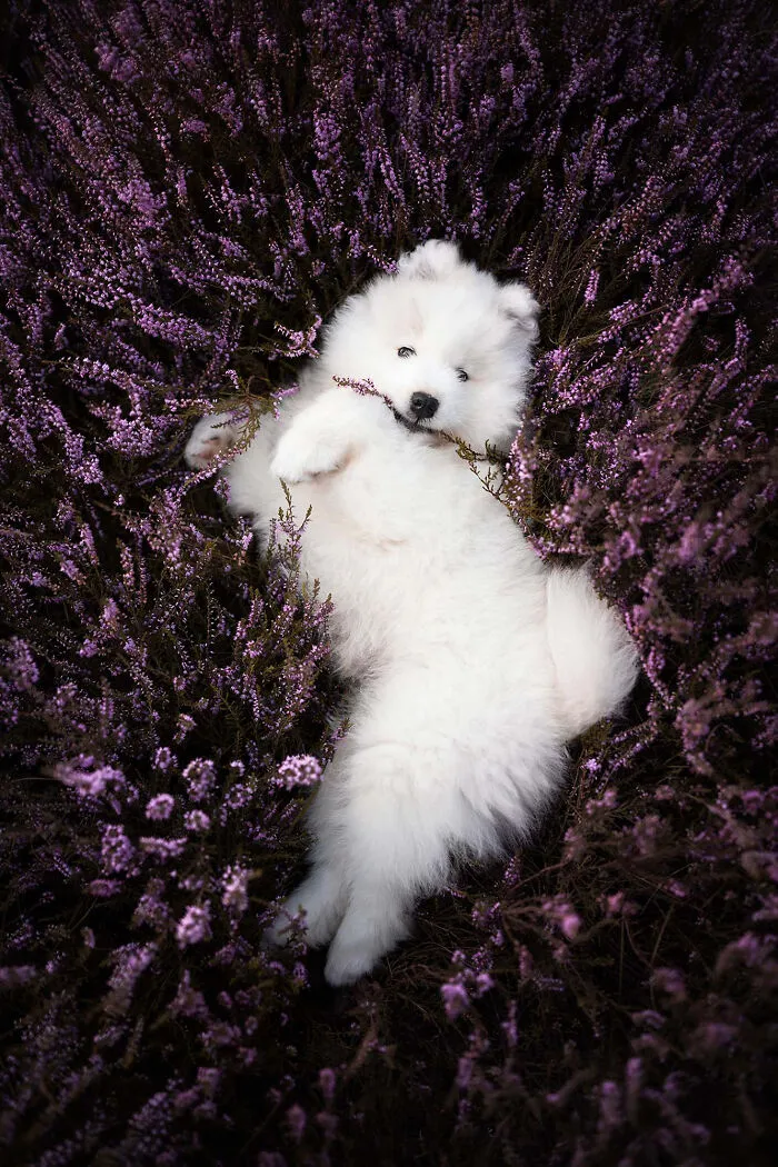 Dog Photography Has Allowed Me To Meet Lots Of Amazing Four-Legged Creatures And Discover Places I Didn't Know Existed Before (32 Pics)