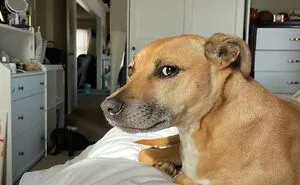 Funny Cat & Doggo Memes That Will Make Your Tummy Hurt