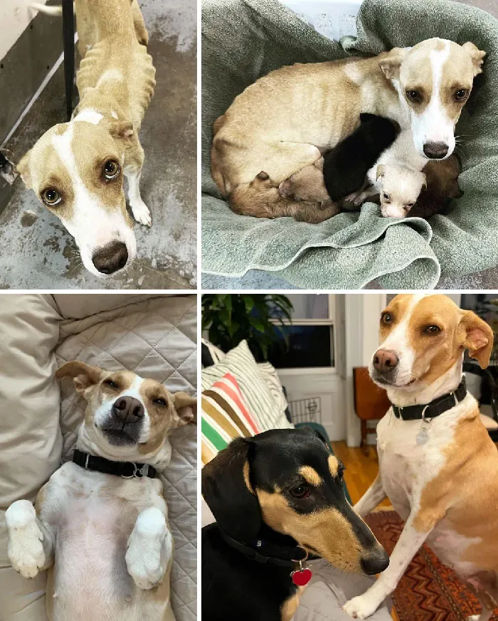 One Year Later — Ronnie Went From Starving, Shot Up With Bb Pellets, And Heartworm Positive To Our Beloved, Darling, Goofy, Princess. I’ve Never Had A Sweeter Dog