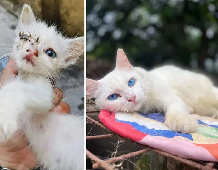 People Won't Look When She Was On The Streets 2 Years Ago. Now They Are Amazed By How Much Beauty She Has To Offer