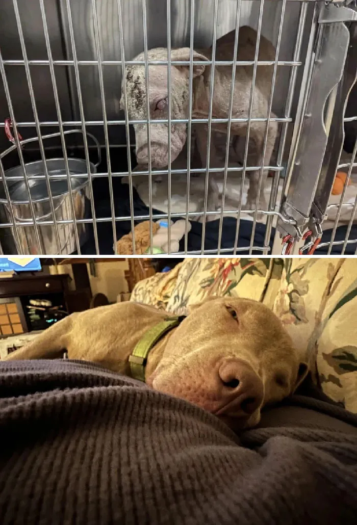 Bodhi When Found As A Stray vs. This Morning, 8 Weeks Later