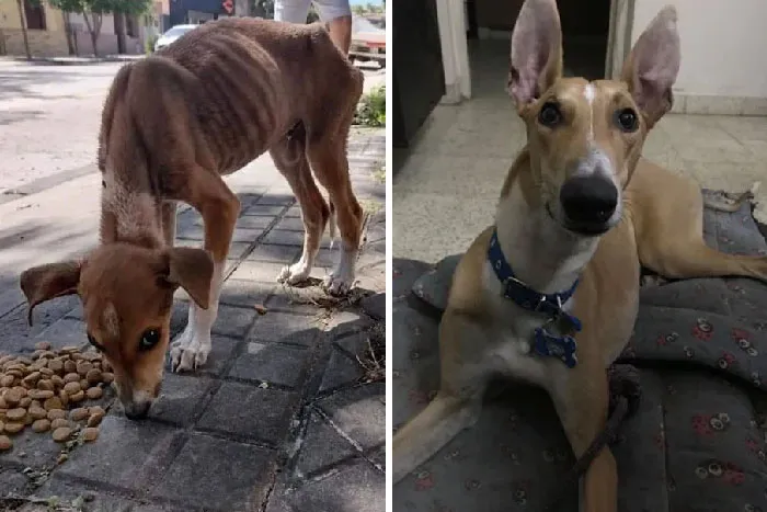 Hoy se cumplen 8 meses de nuestro primer encuentro, gracias por salvarnos ¡¡Te queremos Ekko!!