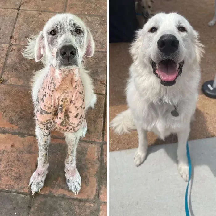 Kodiak’s Before And After