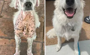50 Heartwarming Photos Of Dogs Before And After Adoption That Prove Rescuing A Pet Is Life-Changing (New Pics)