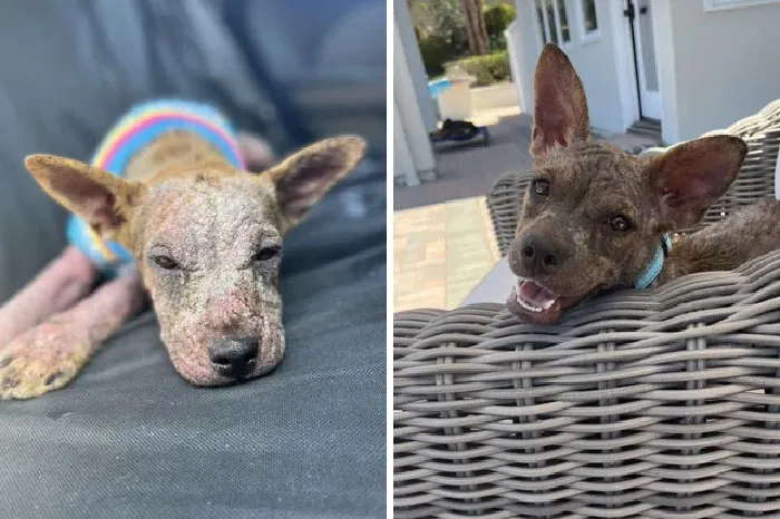 No ha sido adoptada aún, pero mira sus fotos de antes y después... la encontré así y mira lo que hace un mes de amor y cuidados adecuados