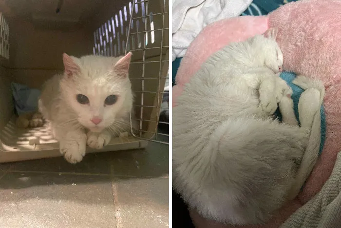13 Year Old Pouncer Is A Hospice Foster Fail! He Was Neglected And Ignored After His Mom Died. I’m So Lucky To Give Him A Happy Home Until He’s Ready To Join His Mama On The Other Side
