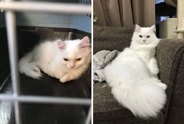 Saw Him Looking Way Too Small And Sick. Now Healthy And So Fluffy