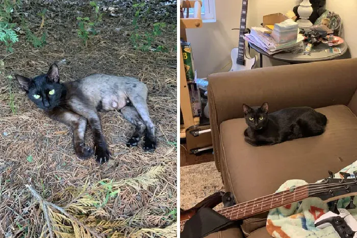 Got A Litter Of Kittens With My Stray Adoption