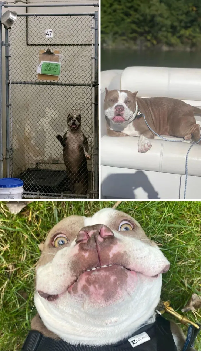 Not My Personal Dog, But One Close To My Heart. As One Of Our Regular Shelter Volunteers Said, "She's Come A Long Way From Kennel 47"