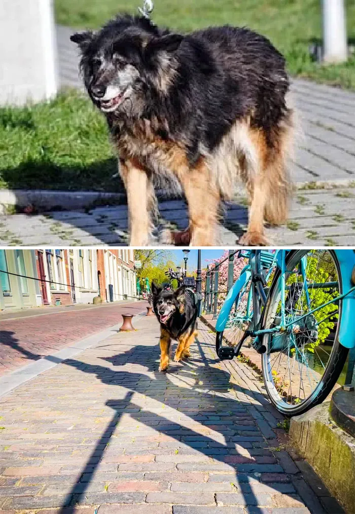 Kafka estuvo 6 años en un refugio de Polonia y la adopté hace 5 meses. La mejor decisión de la historia