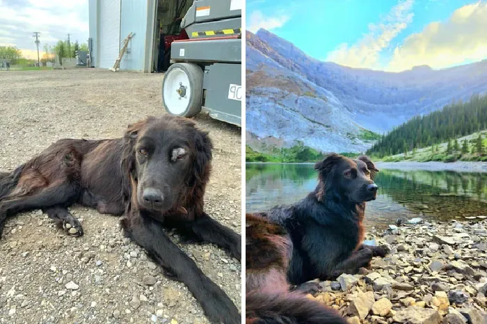 Jess's Transformation, She Was A Stray When We Found Her. Vets Said She Had 1 Week To Live. - May 2021 vs. Aug 2022