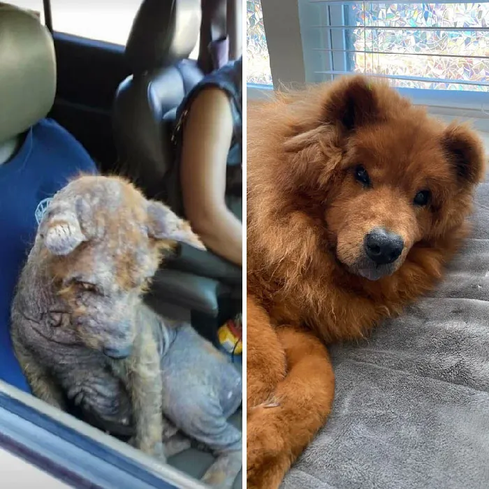 Forever Grateful For Those Who Rescued My Guy!