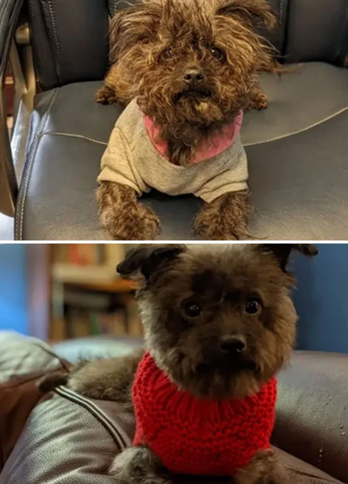 We Adopted Luna Last Week And She Had Her First Grooming Appointment Today. I'm Not Sure We Got The Same Dog Back