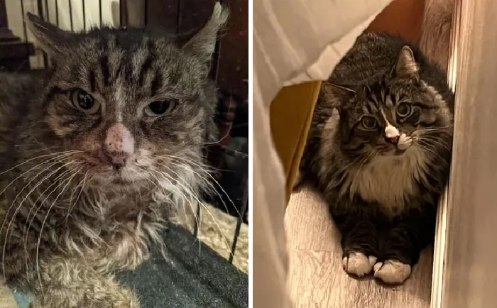 My Sweet Boy, Lez! He Was Half Dead, Found In The Snow In Brooklyn. I Got Him Off Of Craigslist Lol