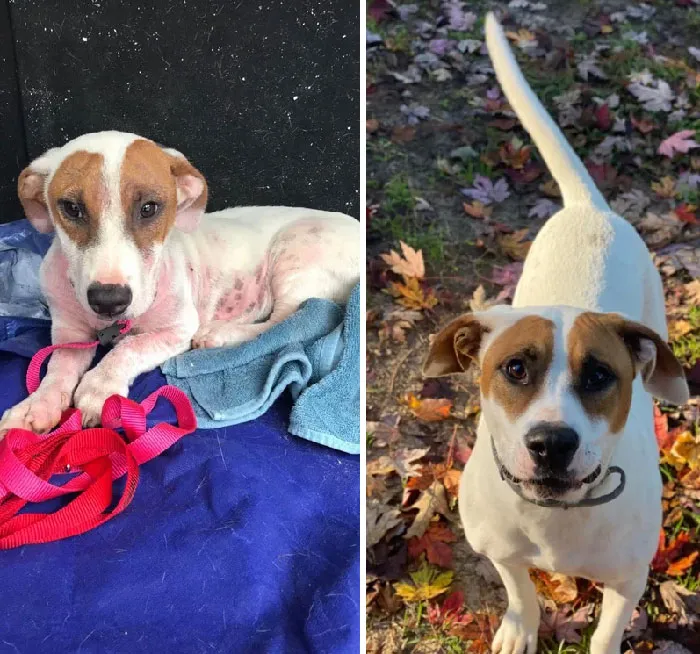 After Someone Dumped Her Out A Window, Covered In Over 30 Ticks, Mites, Missing Fur vs. Now & Beyond Healthy. We Kept Her Because We Wanted Her To Have A Good Life And She’s The Happiest, Most Loving Dog We’ve Ever Had. Our Billie Girl, Mixed Pup