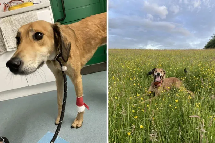 Left Tied To A Lampost In The Middle Of The Night With A Broken Shoulder