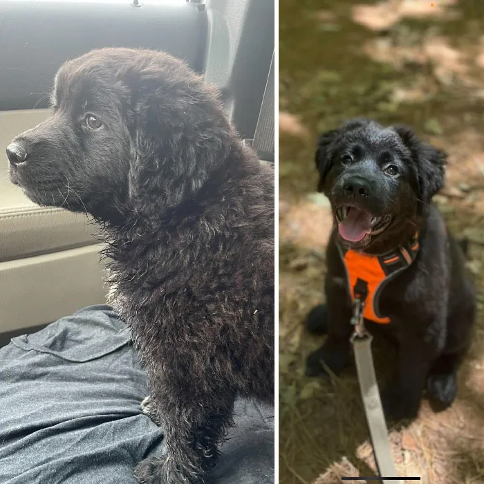 Fue abandonado en la carretera. Ahora Míralo. ¡Es el mejor!