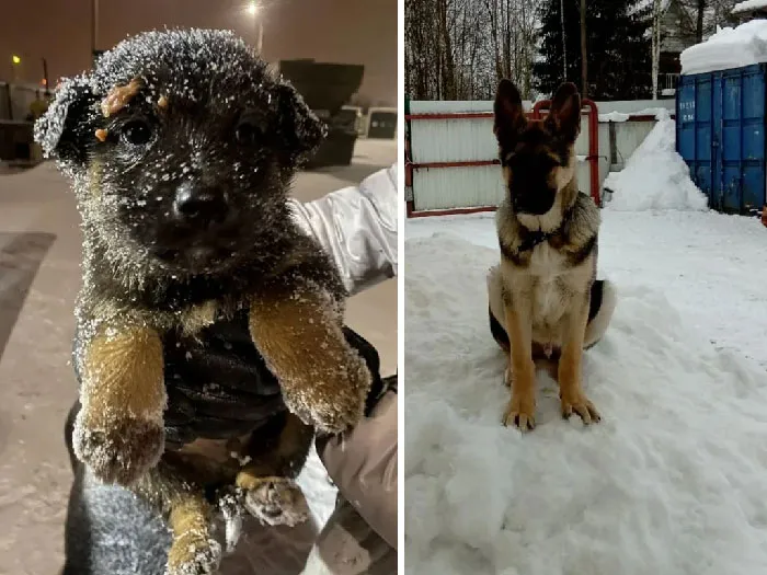 Antes y después de la adopción. Cachorro que rescatamos de un polígono industrial en 2021
