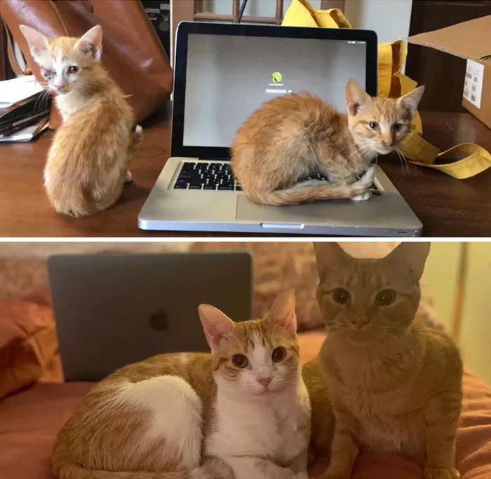 Rabbit & Cricket, 1 Year Later