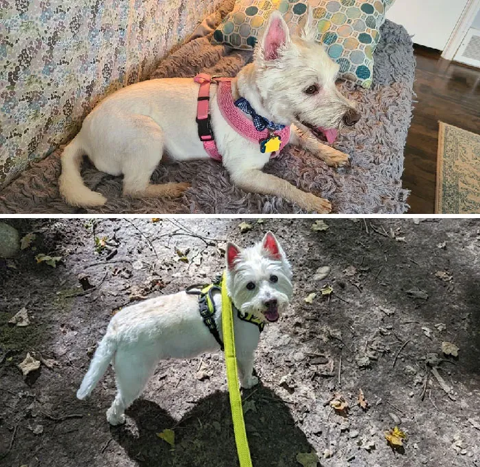 Entregado por su primera familia a los 4 años, segunda familia a los 9 años. La tercera familia es un encanto. Sólo ha pasado un año, pero estás aquí para siempre, Butter Bean