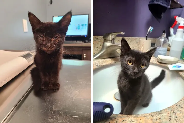 Found This Scrap Of A Kitten Under A Bus Stop. Was Worried She'd Be Blind, But Look At Those Beautiful Eyes Now!