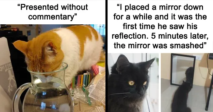 30 Hilarious Cases Of Cats Being Total Criminals And Causing Havoc In Their Loving Homes