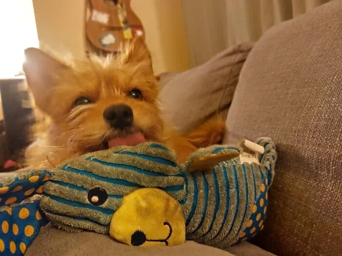 Mickey Doing His Daily Obsessieve Licking