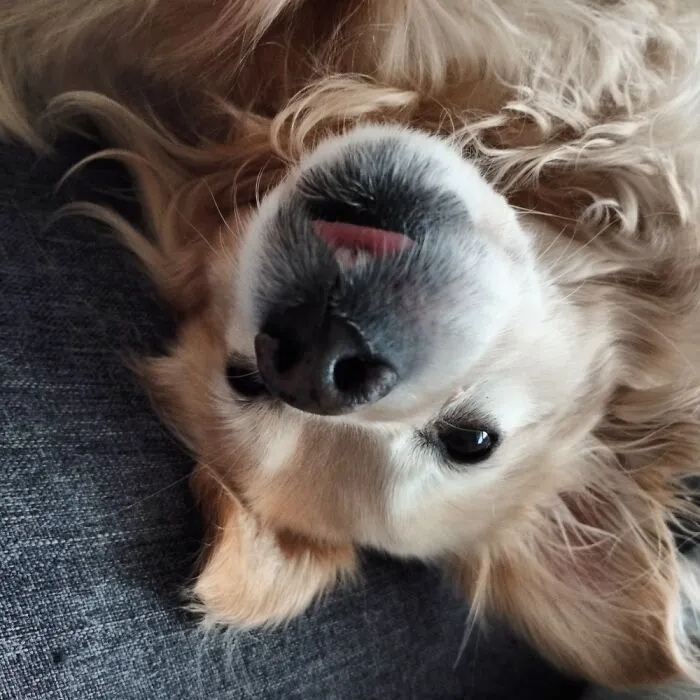 Teefs