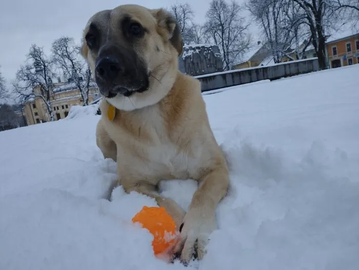 Happy In Snow